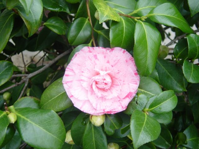 File:PinkCamelliaJaponica.jpg