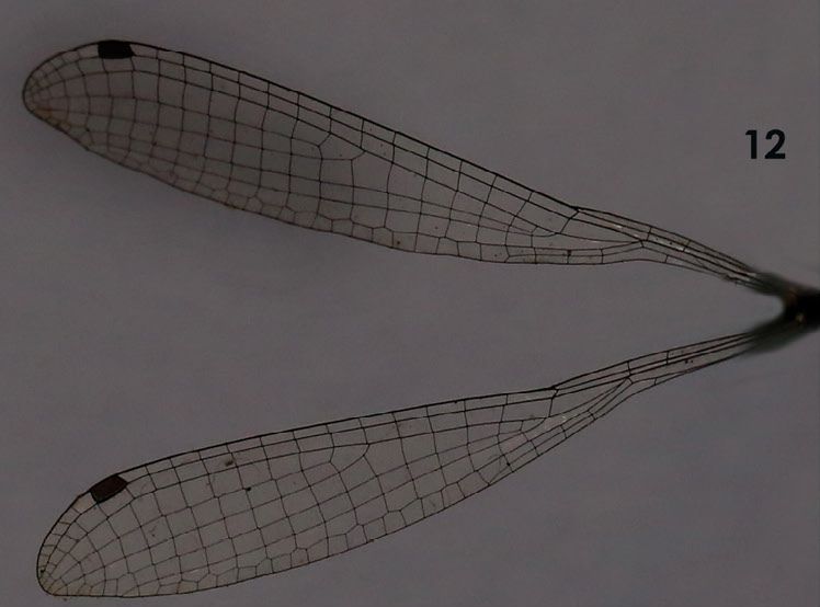 File:Protosticta monticola wings by Emiliyamma and Palot.jpg