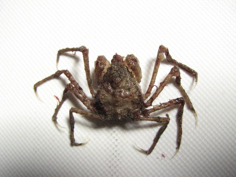 File:Pyromaia tuberculata.jpg