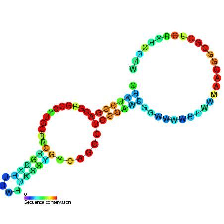 File:SAH riboswitch secondary structure.jpg