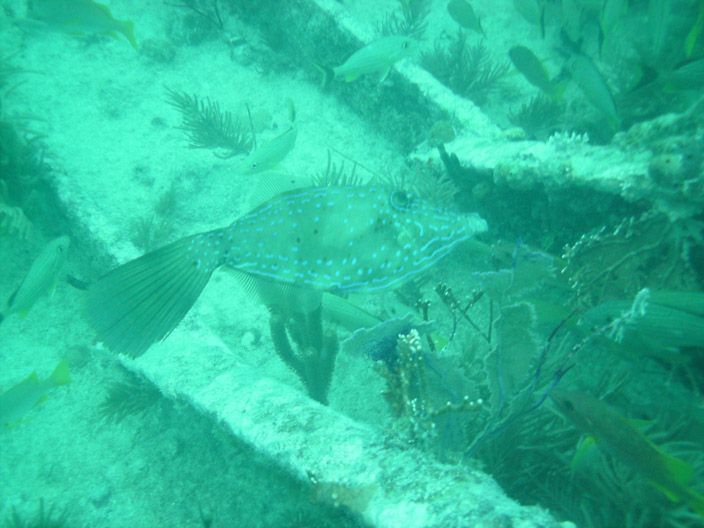 File:Scrawled Filefish Benwood 20080309.jpg