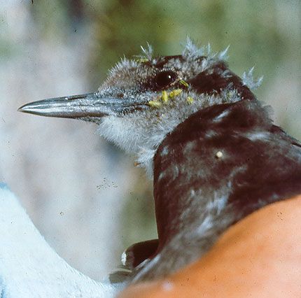 File:Sooty tern and sticky Boerhavia fruit.jpg