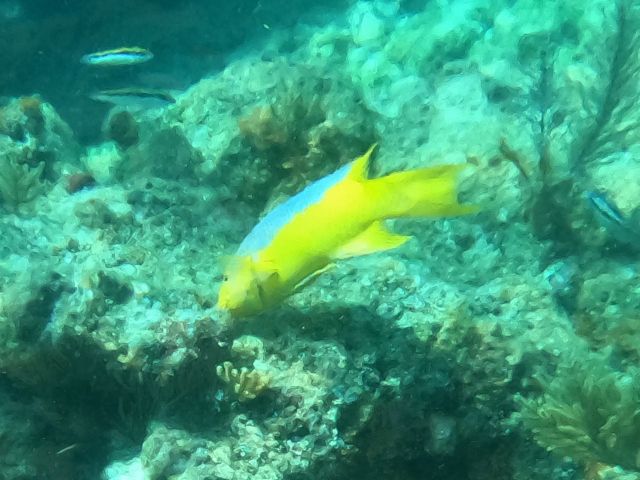 File:Spanish Hogfish 1a Davy Crocker Reef 20230712.jpg