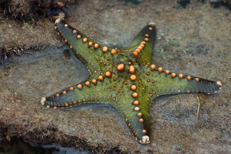 File:Starfish 01 (paulshaffner).jpg