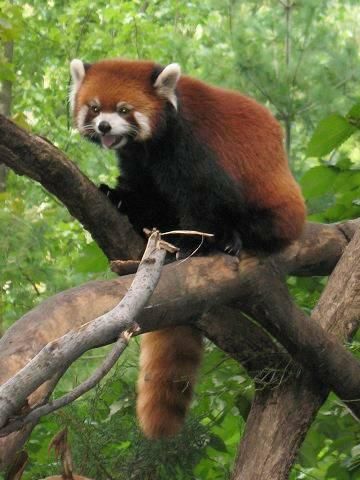 File:Stavenn Ailurus fulgens 00.jpg