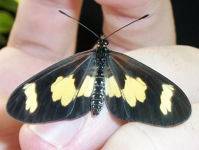 File:Yellow-banded Acraea 19 07 2010.JPG