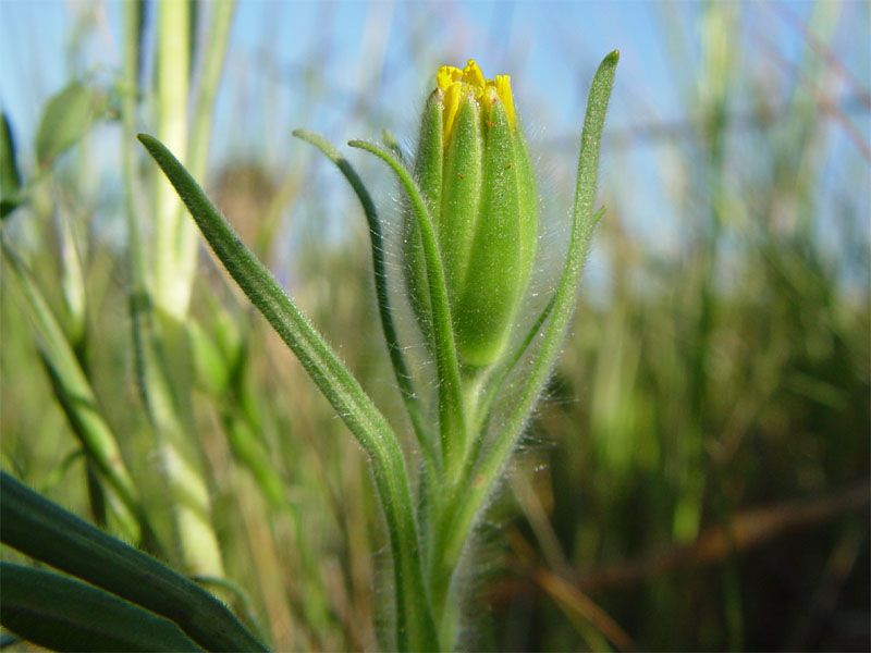 File:Achyrachaena mollis 000.jpg