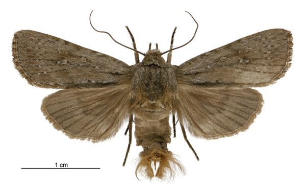 File:Aletia s.l. temperata male.jpg