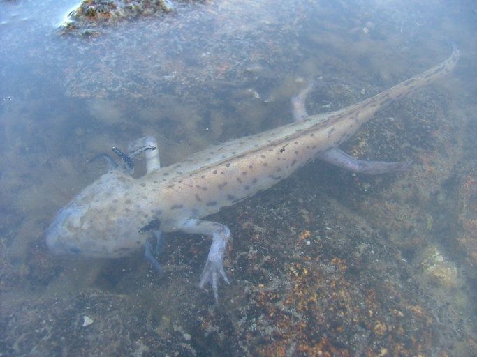 File:Ambystoma taylori.jpeg