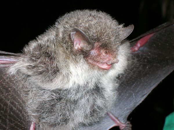 File:Ashy-gray tube-nosed bat.jpg