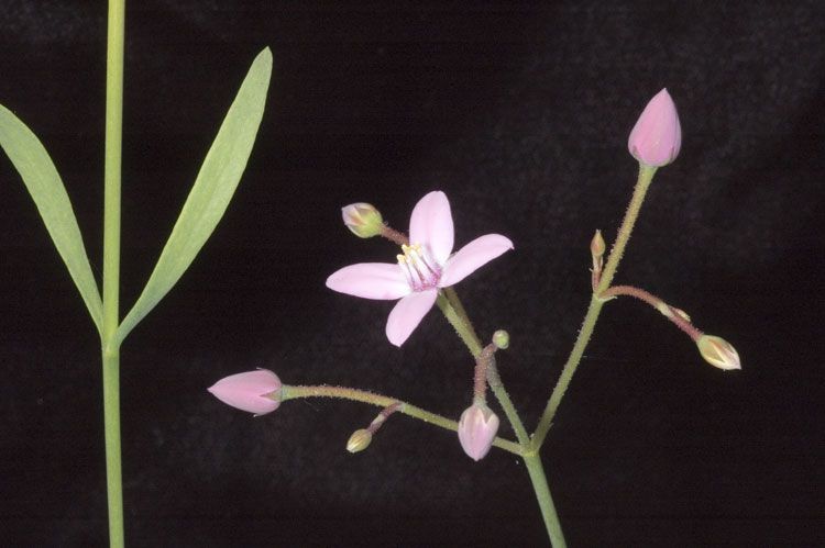 File:Boronia dichotoma.jpg