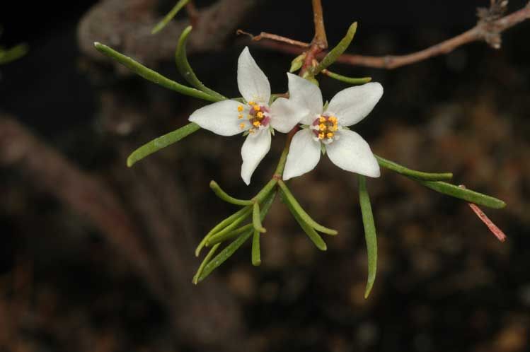 File:Boronia gunnii.jpg