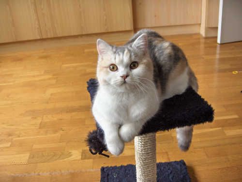 File:British Shorthair Prada2.jpg