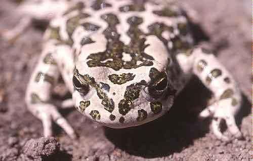 File:Bufo viridis07.jpg