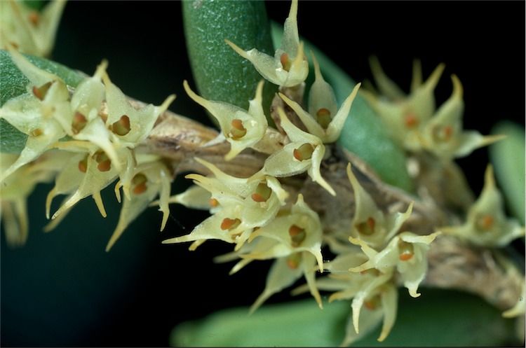 File:Bulbophyllum wadsworthii.jpg