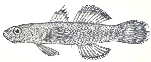 File:Callogobius sclateri (Steindachner 1879) by P. Bravo.jpg