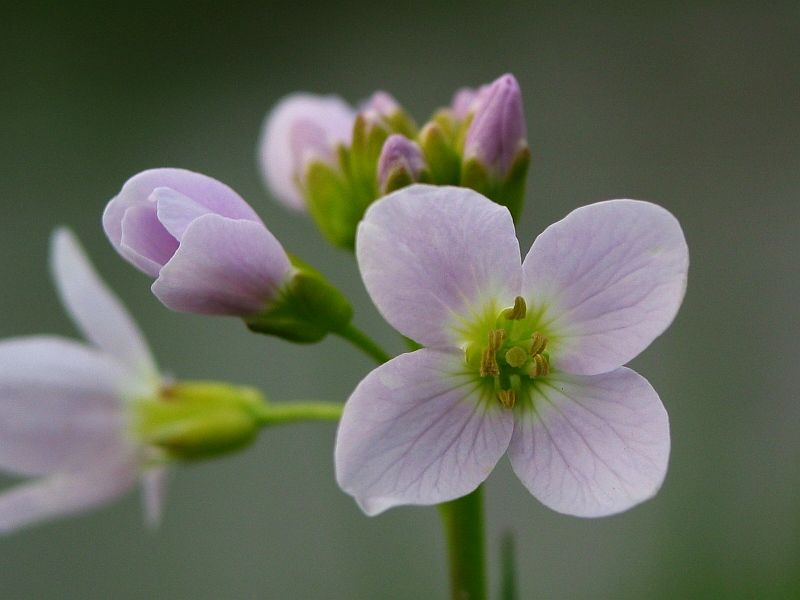 File:Cardamine pratensis.jpg