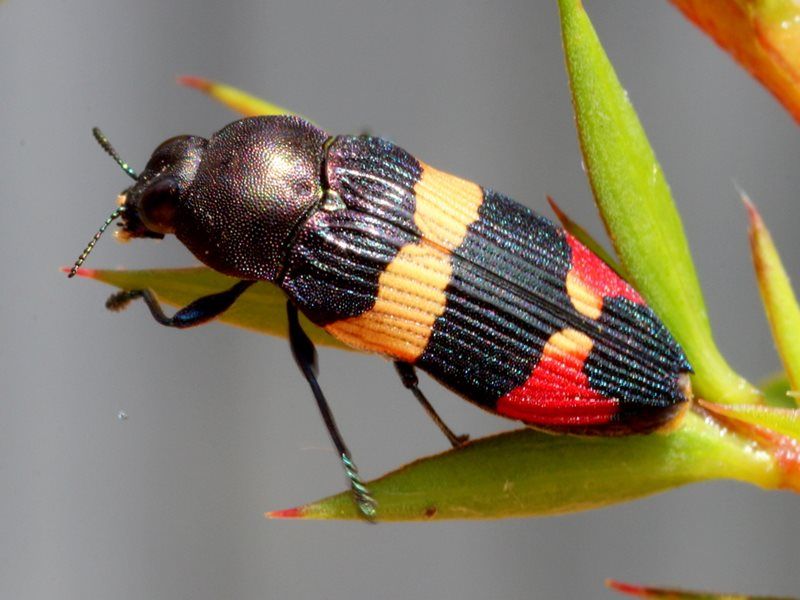 File:Castiarina bella Bunyip 11 15.jpg