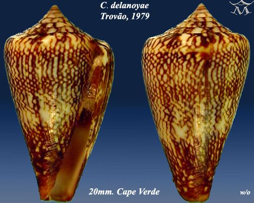 File:Conus delanoyae 4.jpg