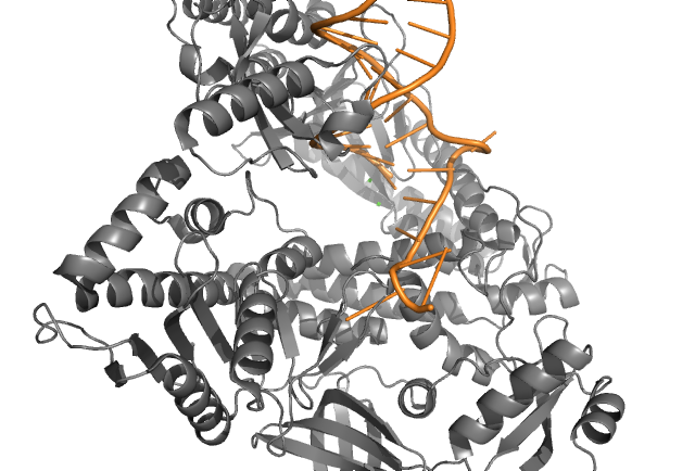 File:DNA Pol II Active Site.png