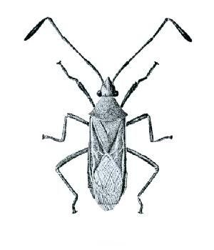 File:Dasynus fuscescens from CSIRO.jpg