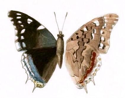 File:Dewitz 1879AfricanButterfliesTafXXVI, Charaxes guderiana, ♂.jpg