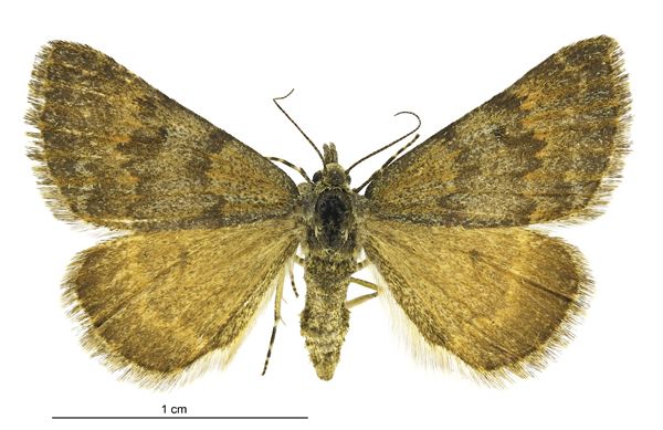 File:Dichromodes simulans female.jpg