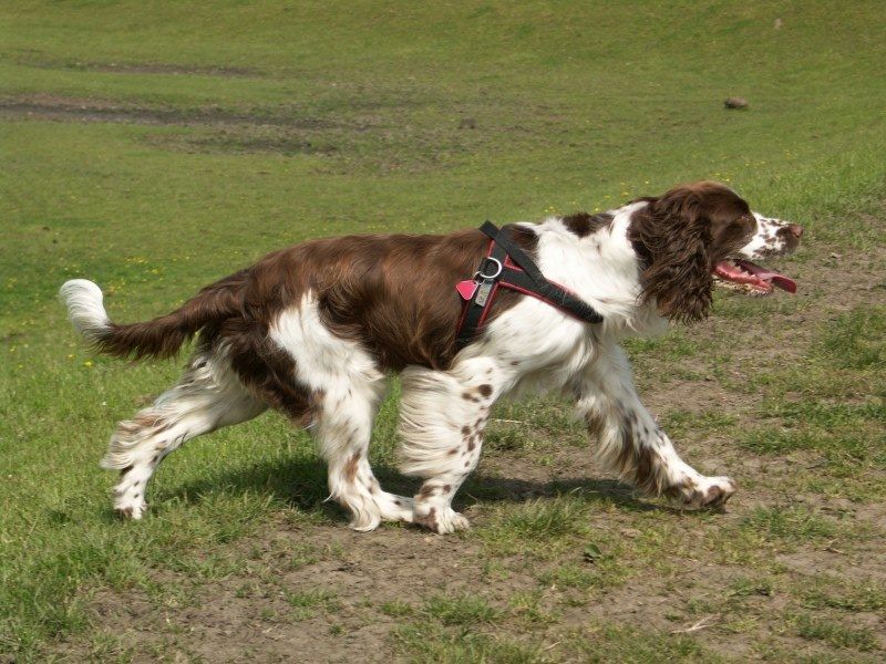 File:English-Springer-Spaniel.jpg