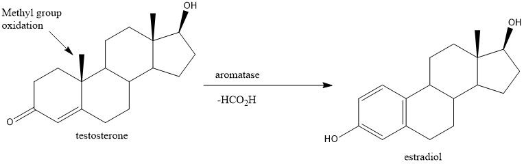 File:Estradiol synthesis.jpg