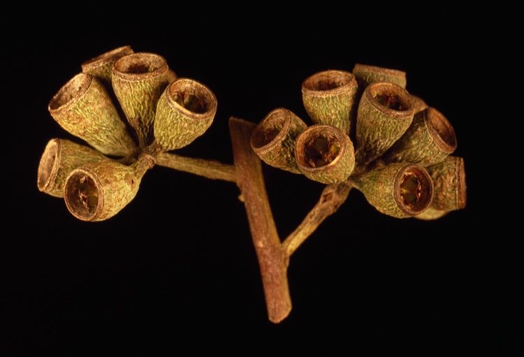 File:Eucalyptus zopherophloia fruit.jpg