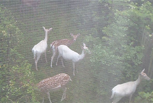 File:Fallow deer Maryland summer.jpg