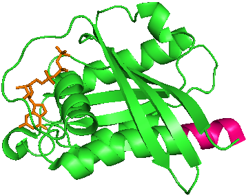 File:GTP bound Rheb.png