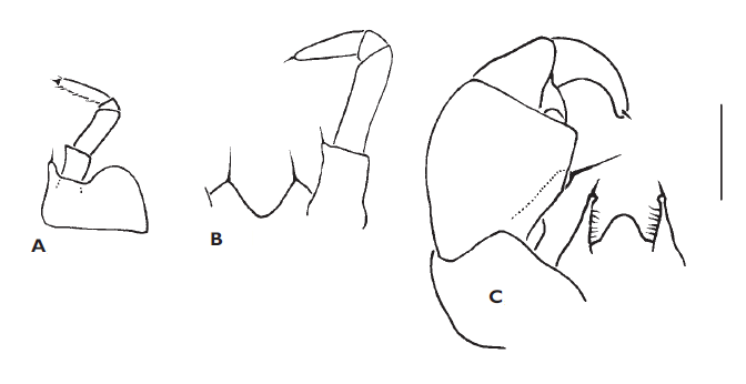 File:Glomeris troglokabyliana telopods.png