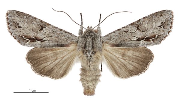 File:Graphania ustistriga female.jpg