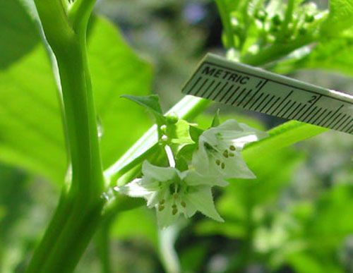 File:Jaltomata auriculata Flowers.jpg