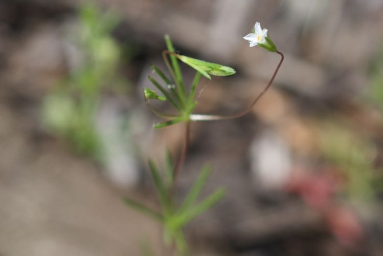 File:Leptosiphon harknessii.jpg