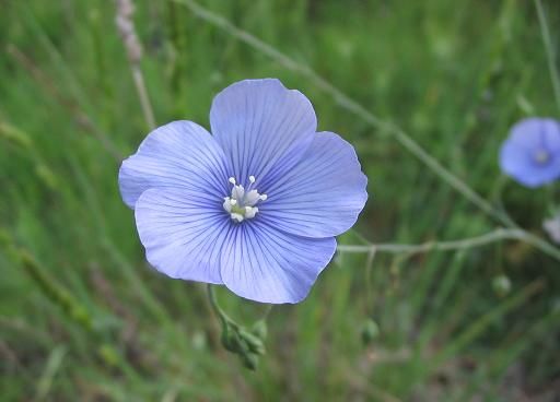 File:Linum narbonense flor.jpg