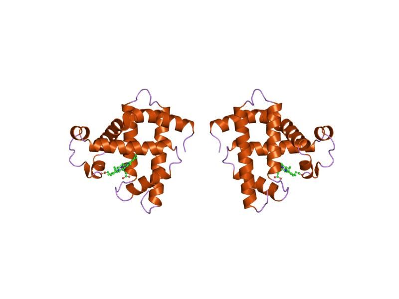 File:PDB 1m6m EBI.jpg