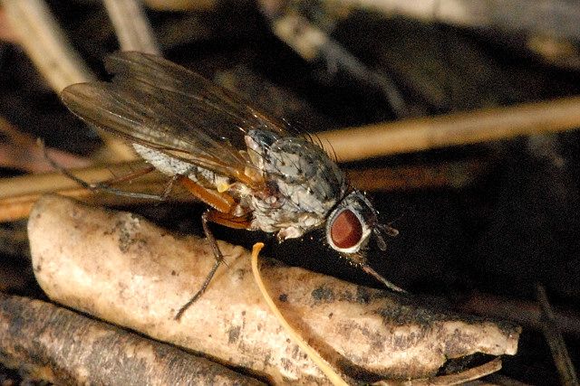 File:Pegomya testacea female.jpg