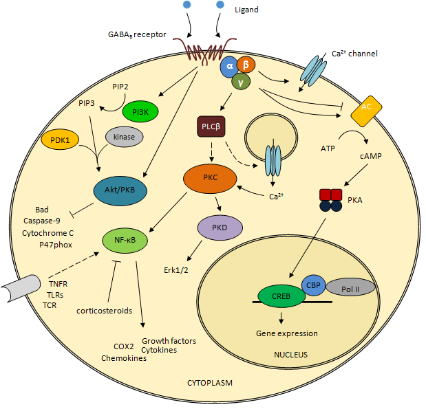 File:Peripheral GABA(B) receptor targets.png