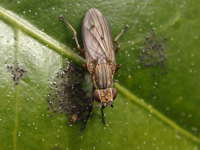 File:Pherbellia cinerella.png