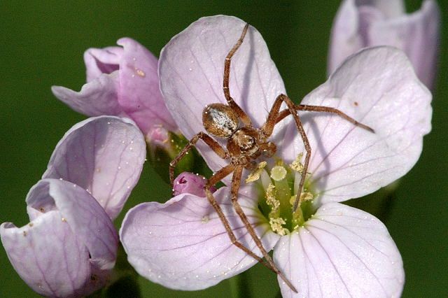 File:Philodromus aureolus female.jpg