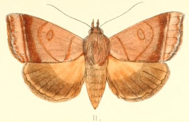 File:Pl.6-11-Ophiusa trapezium (Guenée, 1852).JPG