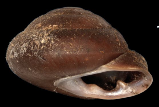 File:Pleurodonte guadeloupensis dominicana shell.png