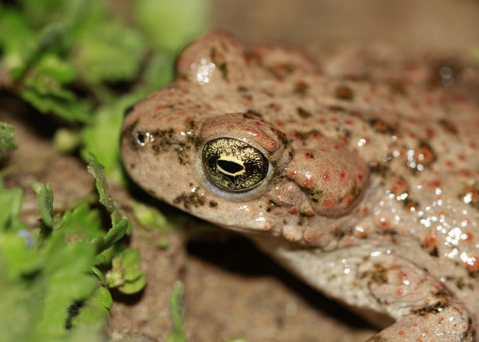 File:Pseudepidalea luristanica.jpeg