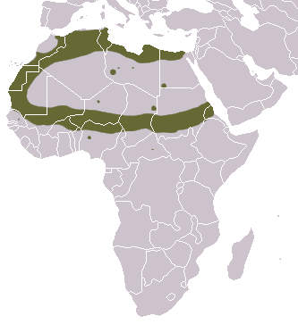 File:Saharan Striped Polecat area.png