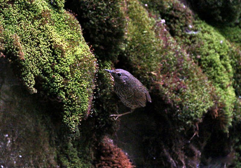 File:Scaly-breasted Wren Babbler I IMG 6868.jpg