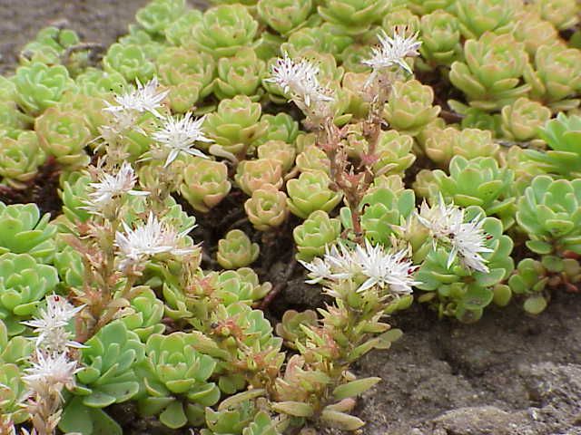 File:Sedum glaucophyllum3.jpg