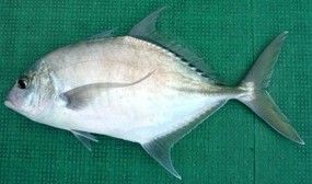 File:Shadow trevally 2.JPG