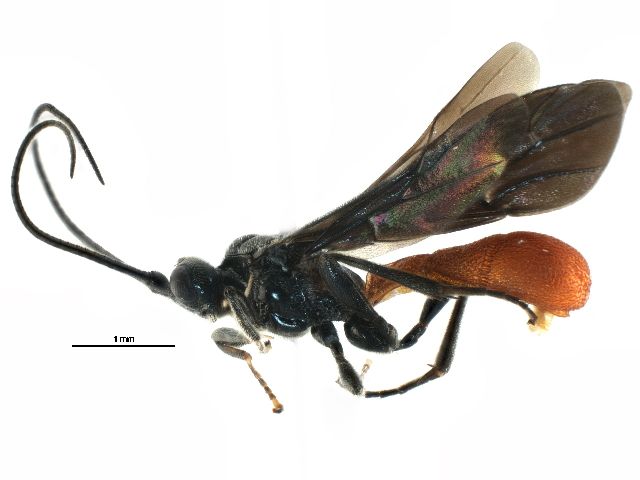 File:Sigalphus bicolor.jpg